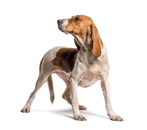 Preview: Standing Artois Hound isolated on white