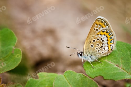 Preview: mottled butterfly shot in close-up