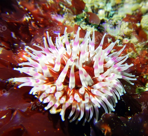Preview: Amazing underwater world, Underwater world scene.