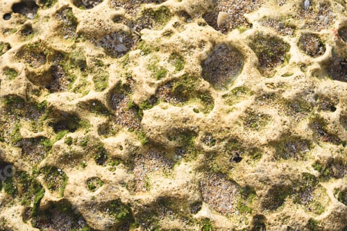 Preview: Abstract textured background of the rock of dead corals.