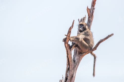 Preview: Baboon sitting in a dead tree.