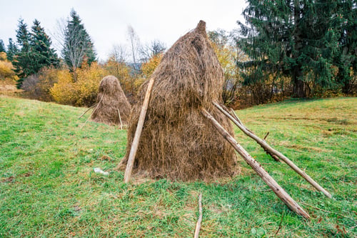 Preview: A large number of haystacks in a green meadow with cloudy weather