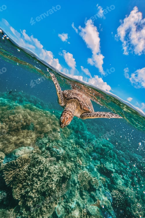 Preview: green turtle in the great barrier reef