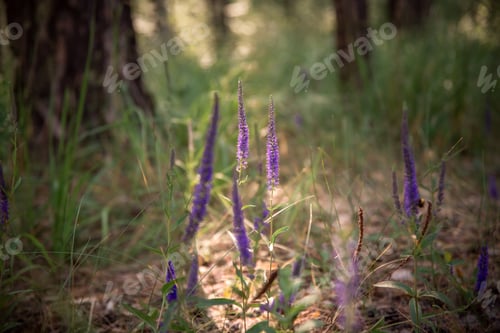 Preview: Veronicastrum in the forest