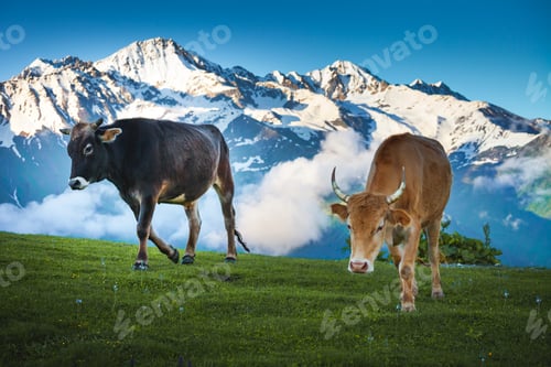 Preview: Cows walking on alpine meadow. Summer landscape