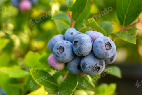 Preview: Blueberry farm with bunch of ripe fruits on tree during harvest season