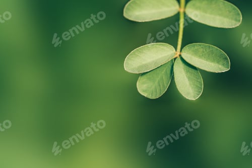 Preview: Flower branch with leaves against blurred background