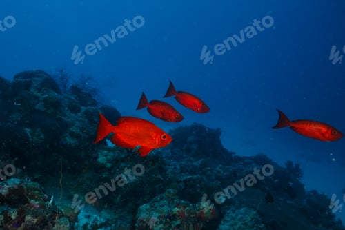 Preview: Group of lunar-tailed bigeye fish swimming among rocks on the ocean floor