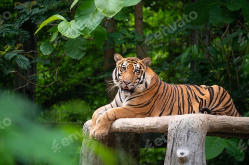 Preview: bengal tiger lying down