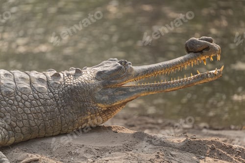 Preview: Image is of a Gharial, a species of crocodilian native to the rivers