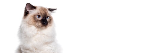 Preview: Head shot of a Seal point ragdoll blue eyed looking away, web banner, isolated on white