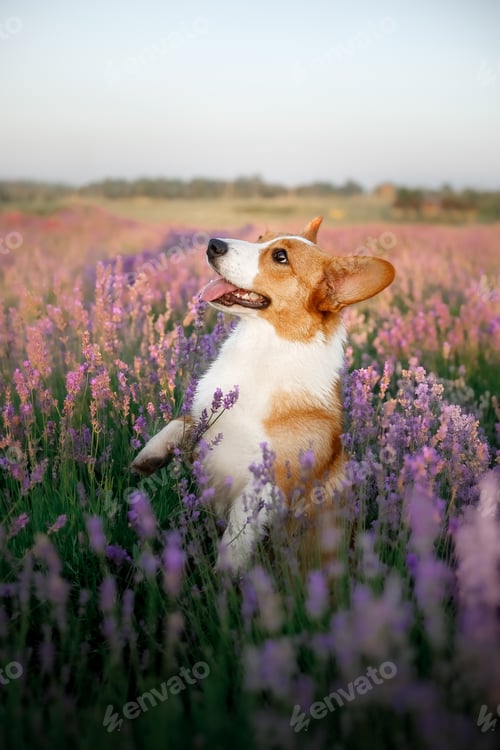 Preview: Corgi dog in a field of lavender
