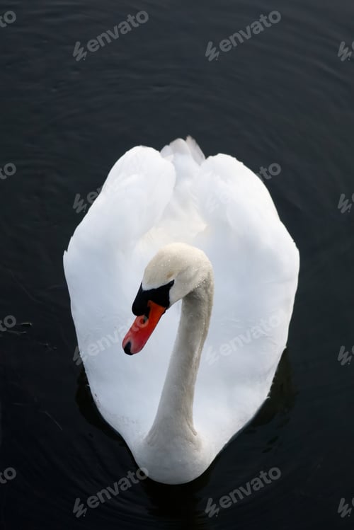 Preview: Graceful white swan on the black surface of the water