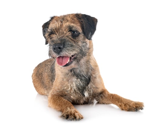 Preview: young border terrier