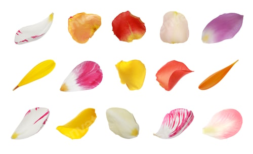 Preview: Set with different beautiful flower petals on white background