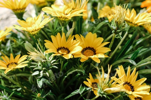 Preview: Gazania brilliant flower, African daisies, Asteraceae. Floral natural background. Springtime.