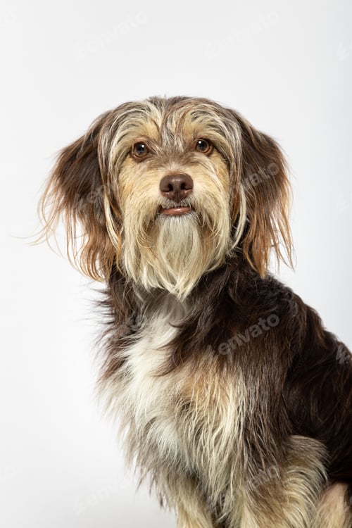 Preview: Small furry dog on white background