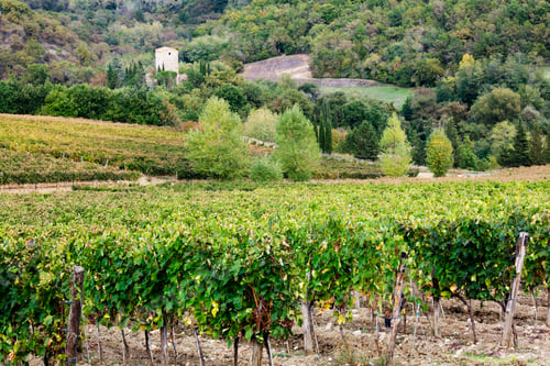 Preview: Vineyard