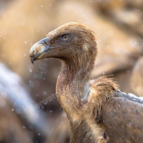 Preview: Griffon vulture portrait