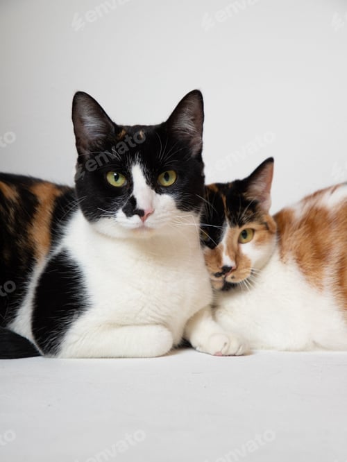Preview: Cats cuddling and snuggling on the floor next to each other.