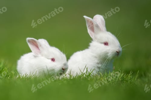 Preview: Baby white rabbit in grass