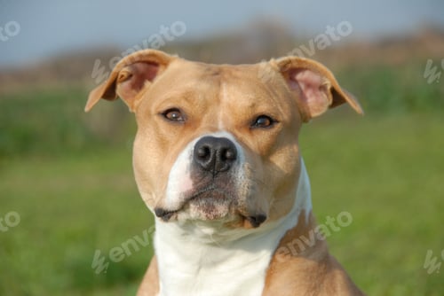 Preview: american staffordhire terrier