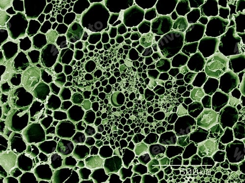 Preview: Cross section of stem of Peruvian Lily SEM