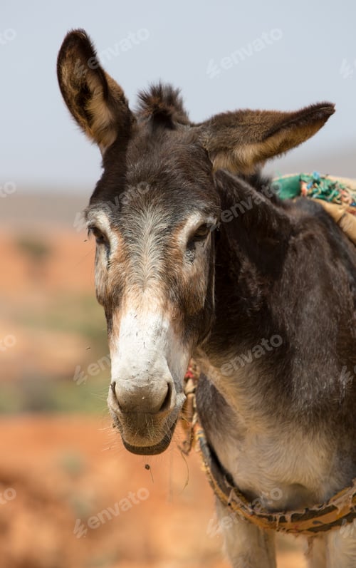 Preview: Portrait of Donkey in Morocco