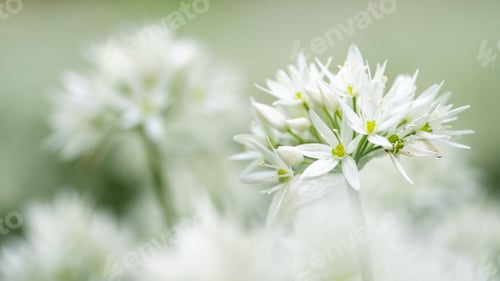 Preview: Ramson (wild leek) during flowering season, beautiful white flowers in nature, blurry background