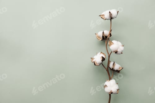 Preview: Cotton flower on gray background with copy space, flat lay top view overhead mockup