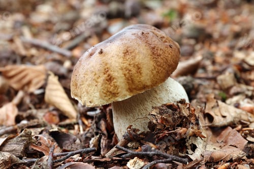 Preview: Boletus edulis or cep, penny bun, porcino or porcini