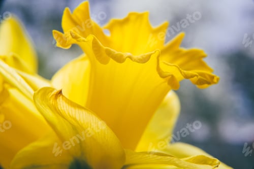Preview: Close-up of yellow daffodil flower