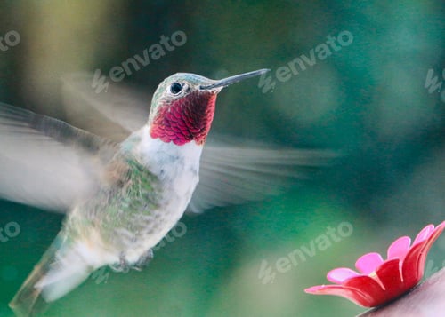 Preview: Ruby-throated hummingbird closeup
