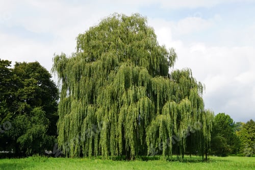 Preview: Weeping willow tree