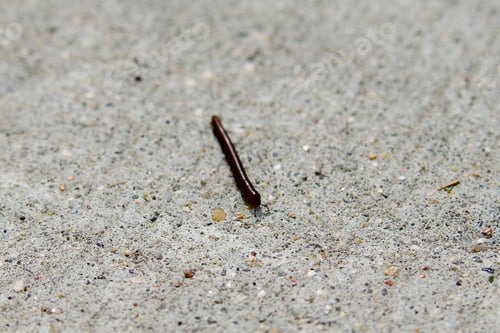 Preview: Closeup of a worm crawling on a concrete surface, next to scattered small pieces of gravel