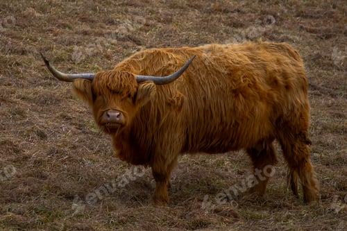 Preview: Scottish Highlands cow in the field