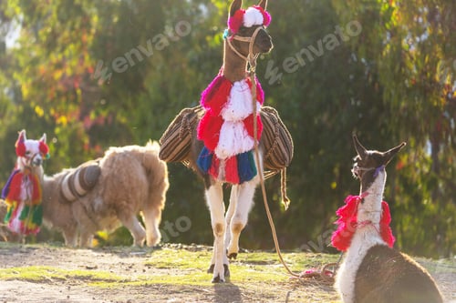Preview: Llama