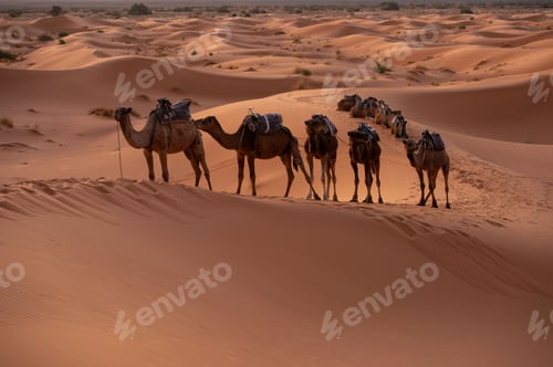 Preview: Camel caravan walking in a desert in Dubai on a sunny day