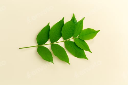 Preview: Green leaves