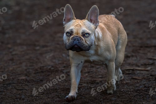 Preview: Tan-colored french bulldog with bright yellow eyes walking at Marymoor park, Redmond, Washington