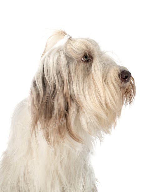 Preview: bearded collie in studio