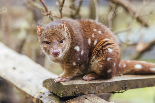 Preview: Spotted Tail Quoll in Tasmania Australia