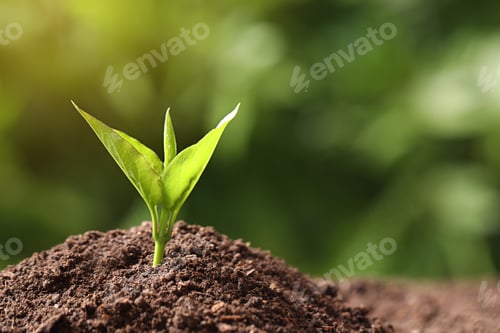 Preview: Young plant in fertile soil on blurred background, space for text. Gardening time
