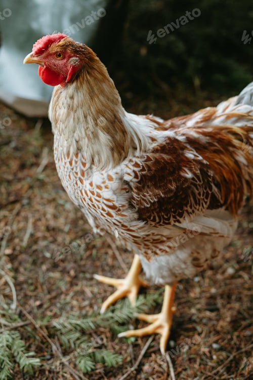 Preview: young rooster