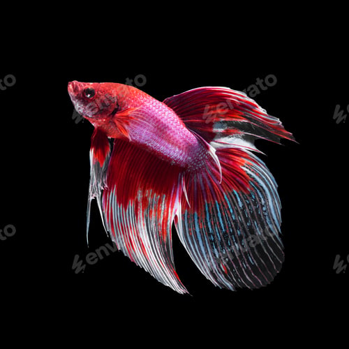 Preview: betta fish on black