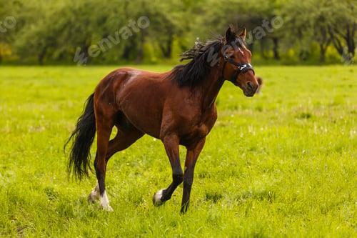 Preview: portrait of a chestnut horse in a summer field