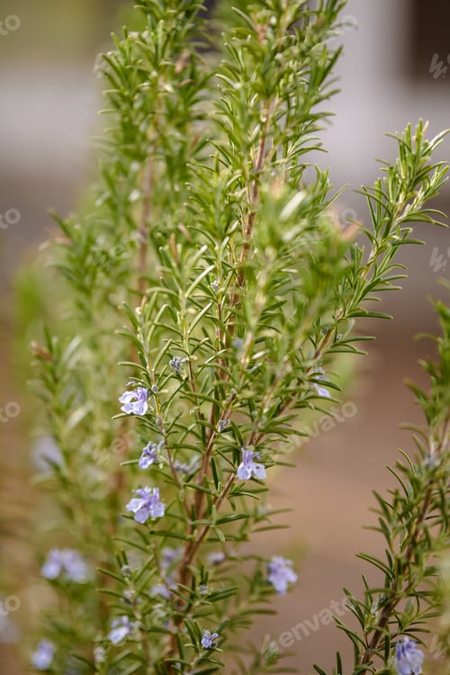 Preview: Selective focus of Rosemary plant growing in a backyard