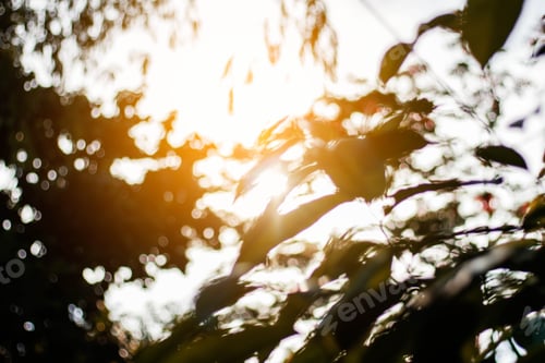 Preview: trees at sunlight