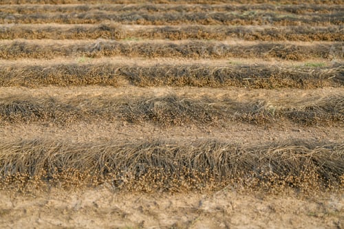 Preview: Lines on the ground of dry flax for harvesting