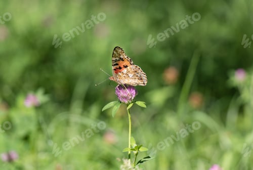 Preview: Orange butterfly Small tortoiseshell on purple clover flower